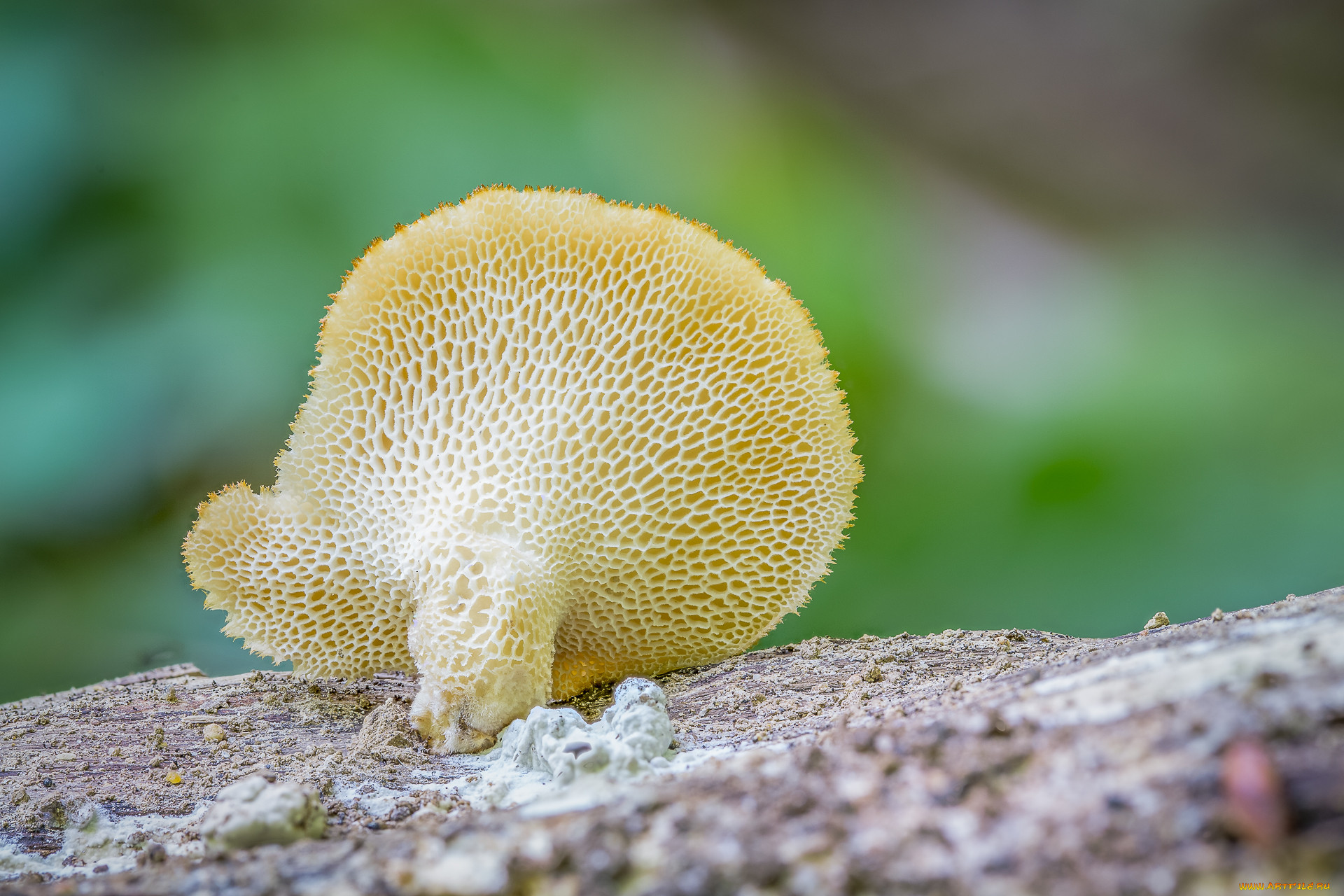 Трубчатый гриб 7. Polyporus tomentosus. Трубчатые грибы. Полипорус гриб. Трубчатые грибы фото.